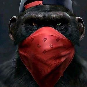 Meet your Posher, Norman